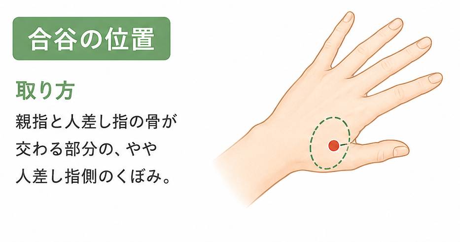 合谷(ごうこく)のツボの位置を示すイラスト。親指と人差し指の骨が交わる少し手前のくぼみにあり、肩こりやストレス緩和に役立つツボ