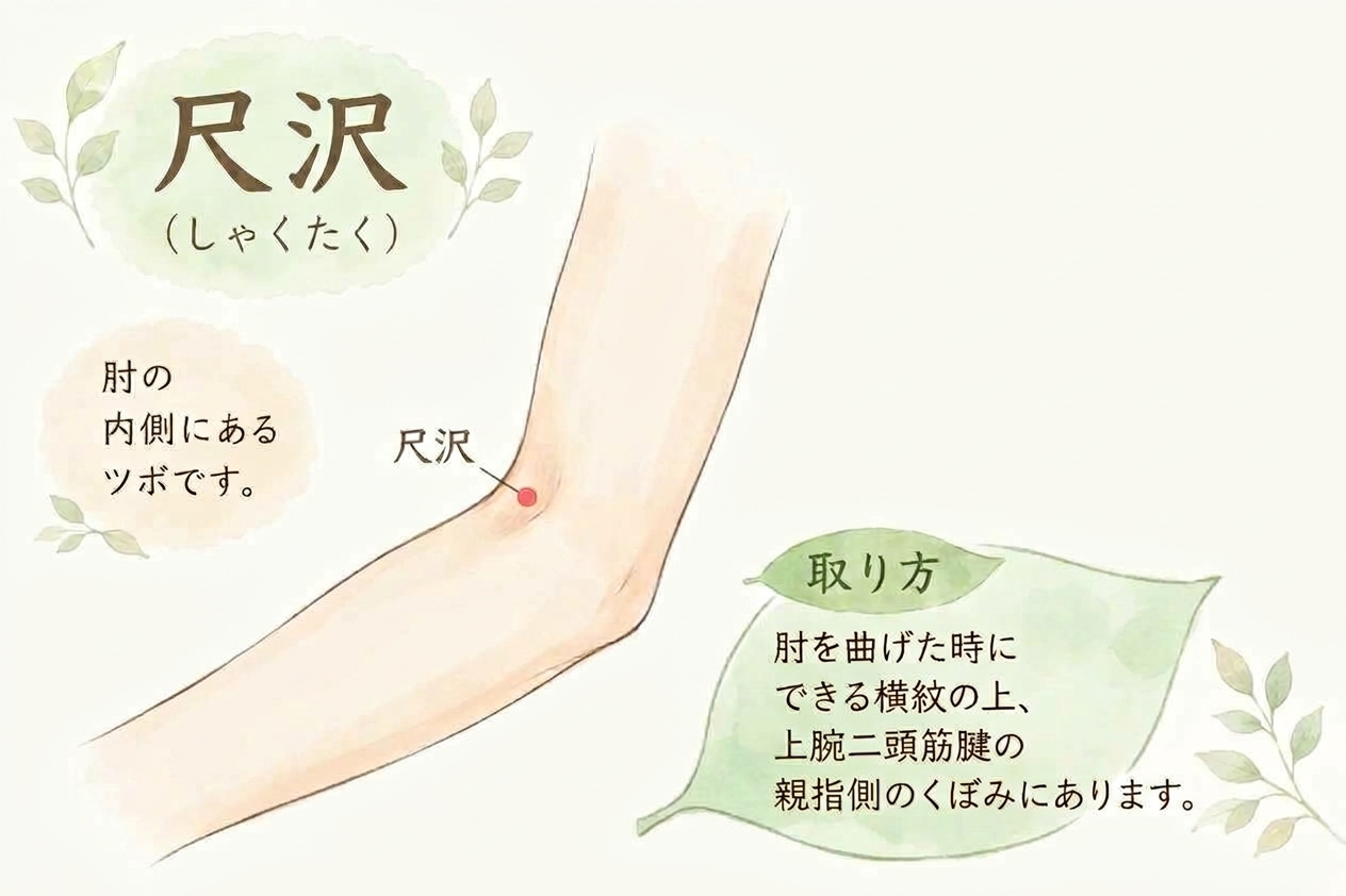 尺沢（しゃくたく）のツボの位置を示すイラスト。肘を曲げた時にできる横紋の上、上腕二頭筋腱の親指側のくぼみにある